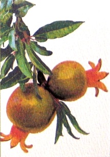 
Pomegranate