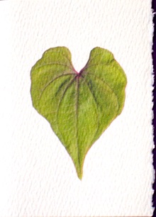 
Heart Leaf